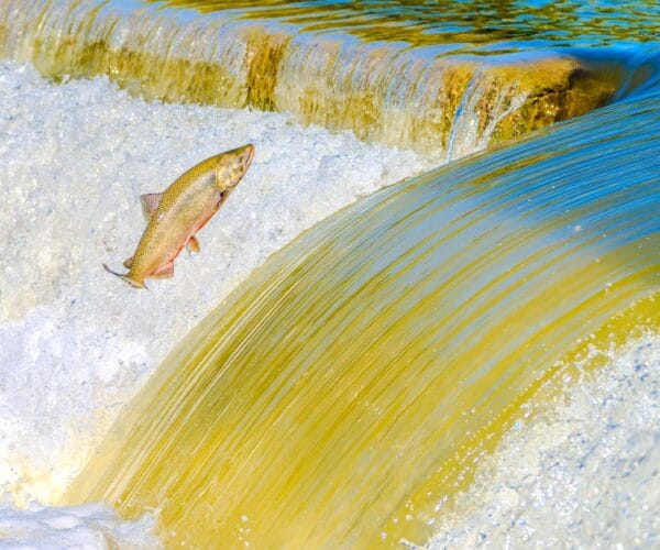 Flimoflix : Films et Séries Gratuits en Français