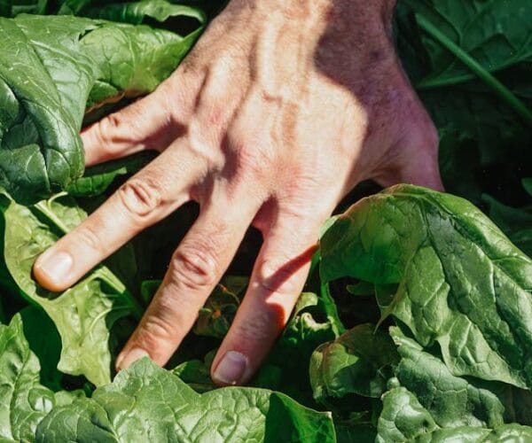 Alimentation équilibrée pour un corps svelte