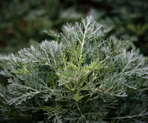 Regardez l’Île de la tentation Espagne : meilleures options