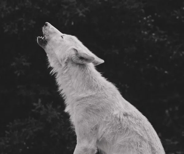 Où Trouver Teen Wolf en Streaming : Guide Complet