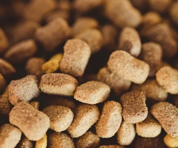 Alimentation équilibrée : clés pour une vie saine
