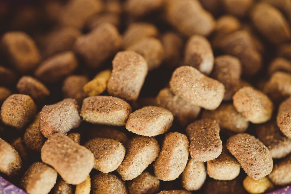 Alimentation équilibrée : clés pour une vie saine