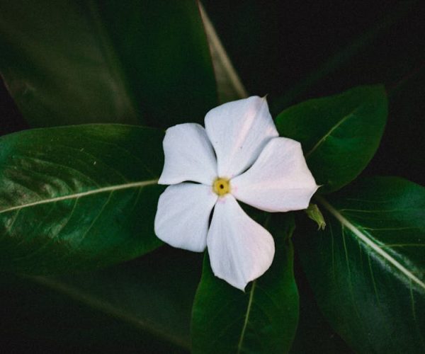 Bienfaits des plantes pour la beauté féminine