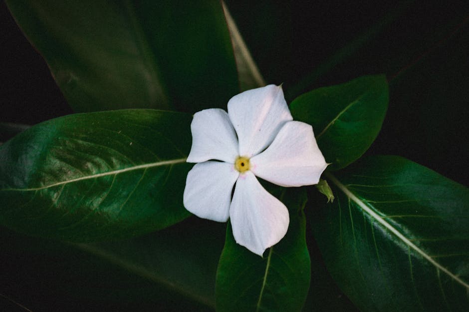 Bienfaits des plantes pour la beauté féminine